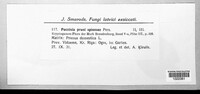Tranzschelia pruni-spinosae image